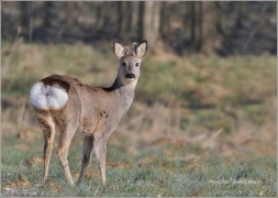 <p>SRNEC OBECNÝ (Capreolus capreolus) Šluknovsko - Harta /European roe deer - Reh/</p>